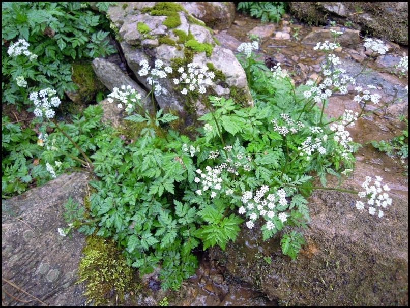 Ombrellifera da determinare